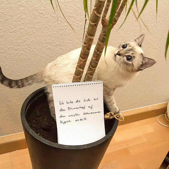 Diese Katze leert tatsächlich gerne den Inhalt der Blumenkübel auf den Wohnzimmerteppich.