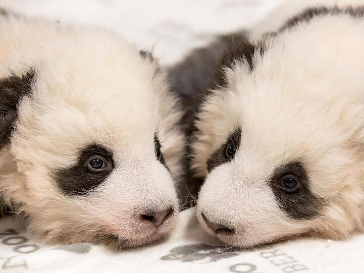 Die beiden Panda-Jungtiere aus dem Zoo Berlin.