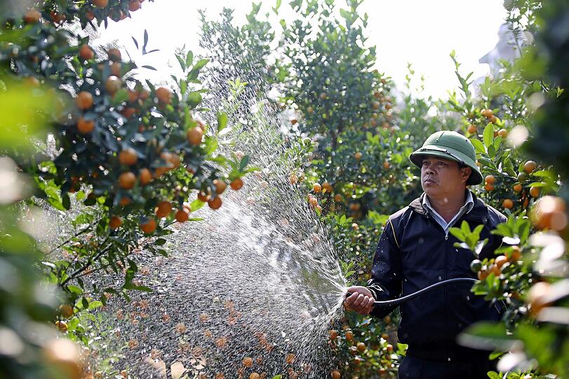 Während in Malaysia die Sonne die Kumquats reifen lässt.