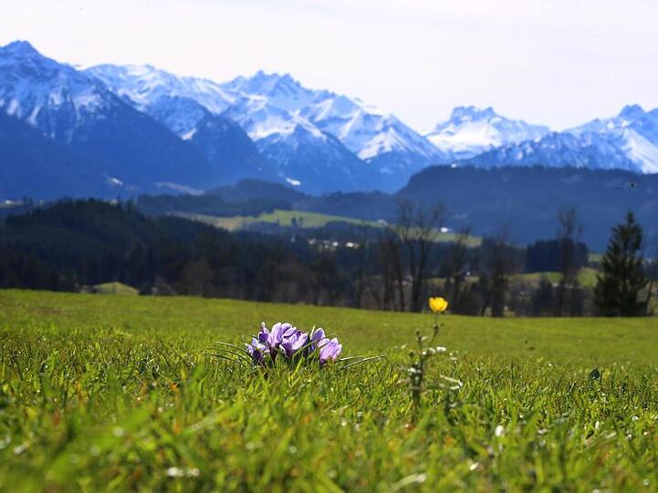 Krokusse blühen auf einer Bergwiese bei Ofterschwang vor dem Panorama der schneebedeckten Alpen.