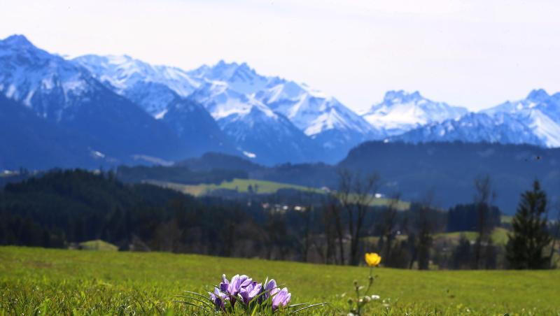Krokusse blühen auf einer Bergwiese bei Ofterschwang vor dem Panorama der schneebedeckten Alpen. Krokusse blühen auf einer Bergwiese bei Ofterschwang vor dem Panorama der schneebedeckten Alpen.