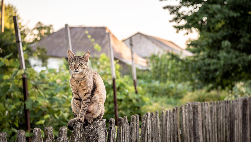 Eine Katze sitzt auf einem Gartenzaun (Symbolbild). Doch nicht jeder Nachbar freut sich über vierbeinigen Besuch.