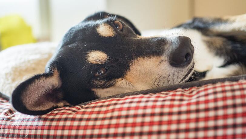 Die Mehrheit der Haustiere schl&auml;ft laut Umfrage in einem eigenen K&ouml;rbchen. (Archivbild)