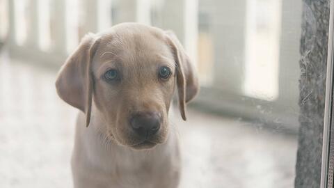 In München wurde ein Frauchen vom eigenen Hund auf dem Balkon ausgesperrt. Dramatisch: In der Wohnung lag das eigene 6 Monate alte Baby alleine. (Symbolbild)