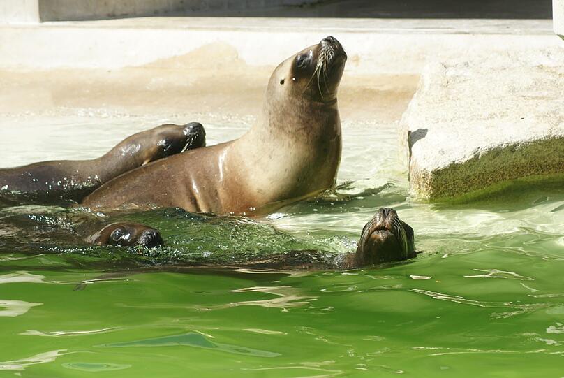 Die Robben kennen derzeit nur zwei Aggregatszustände: Faul in der Sonne liegen &ndash; oder sich im Wasser abkühlen.