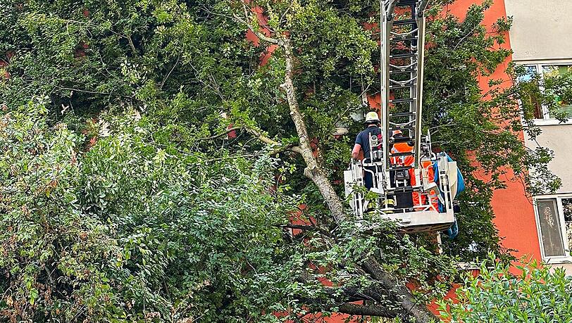 Baum stürzt in Münchner Mehrfamilienhaus – Ursache unklar