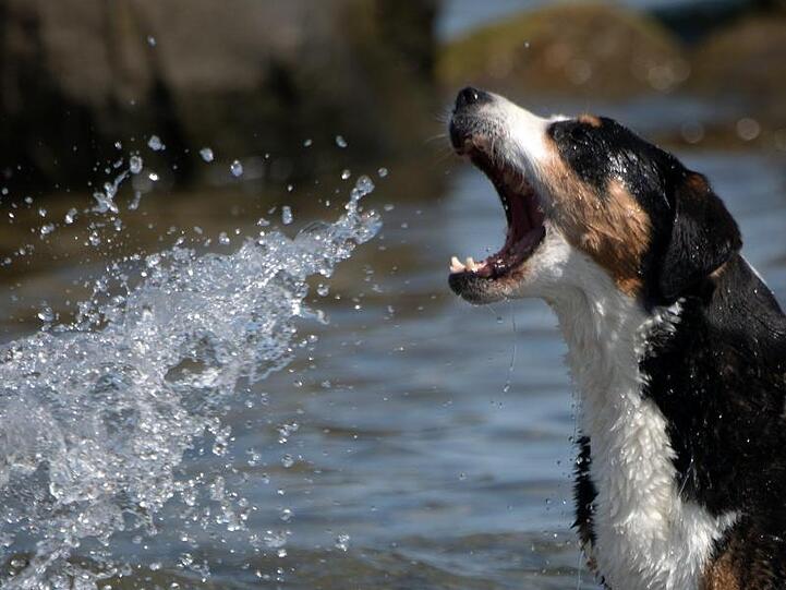 Ein Hund badet bei hochsommerlichen Temperaturen in der Ostsee.