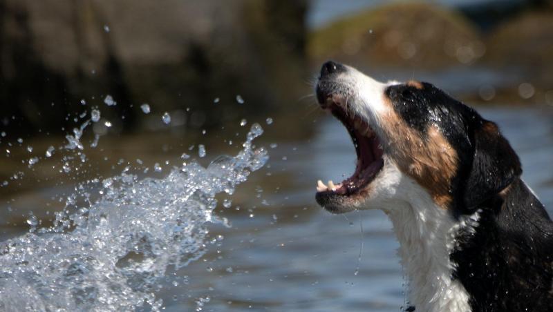 Ein Hund badet bei hochsommerlichen Temperaturen in der Ostsee. Ein Hund badet bei hochsommerlichen Temperaturen in der Ostsee.