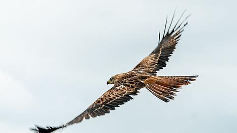 Unter den im Landkreis Dingolfing-Landau verendet gefundenen V&ouml;geln waren auch vier Rotmilane. (Archivbild)