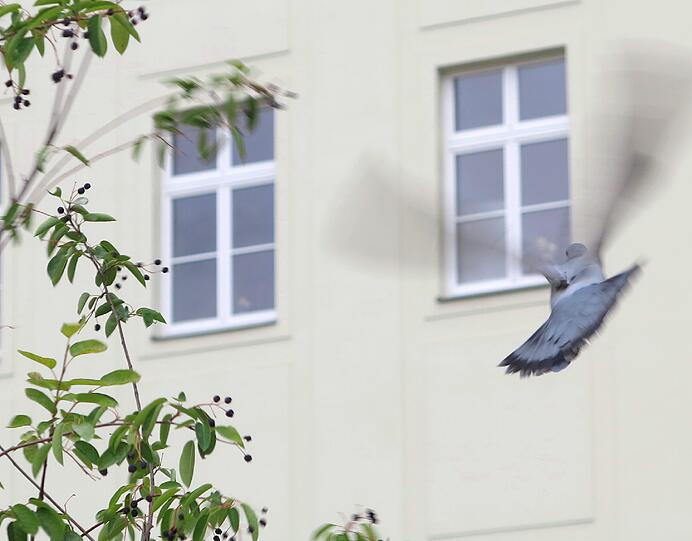 Frischkost statt Brotkrümeln: Auf die Beeren an den Sträuchern am Marienhof sind die Tauben ganz wild.