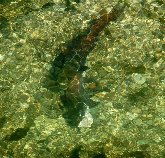 So sieht der Fisch des Jahres aus.