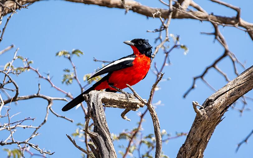 Dieser Bedeutung entspricht auch das in Südafrika gebräuchliche Sprichwort: "A chattering bird builds no nest." Ein zwitschernder Vogel baut kein Nest. Solche Vögel, Katzen und Hunde gibt es wohl überall auf der Welt. Dieser Bedeutung entspricht auch das in Südafrika gebräuchliche Sprichwort: "A chattering bird builds no nest." Ein zwitschernder Vogel baut kein Nest. Solche Vögel, Katzen und Hunde gibt es wohl überall auf der Welt.
