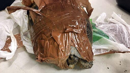 Lediglich ein kleines Luftloch blieb den völlig mit Klebeband umwickelten Schildkröten.