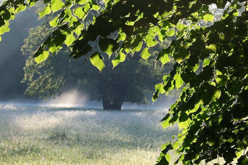 Der Nordteil des Englischen Gartens ganz in der Früh: die Sonne bricht sich durch den noch wabernden Morgennebel auf der feuchten Wiese.