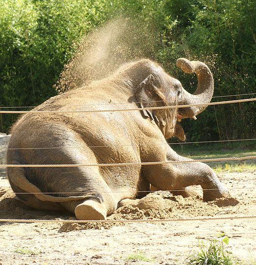 Anschließend wälzen sich die Dickhäuter im Sand &ndash; zum Schutz gegen Sonnenbrand.