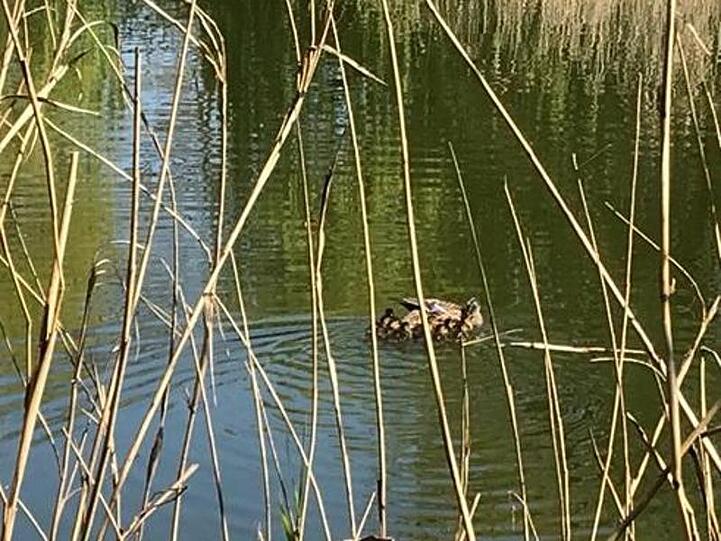 Die Entenmutter und ihre Küken schwimmen nach der Rettung aus einem Abflussrohr wieder gemeinsam auf einem See.