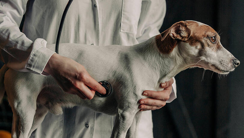 Immer öfter kommen Hundebesitzer mit ihren Vierbeinern in die Tierklinik – auch in München. Ein Grund könnten weggeworfene Joints sein. (Symbolbild) Immer öfter kommen Hundebesitzer mit ihren Vierbeinern in die Tierklinik – auch in München. Ein Grund könnten weggeworfene Joints sein. (Symbolbild)