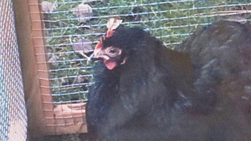 ... insgesamt sieben Hühner wurden gestohlen, eins lag tot im Garten.