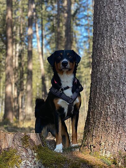 Ella