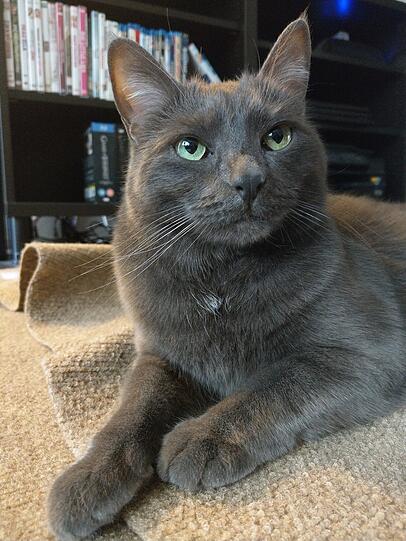 Lou