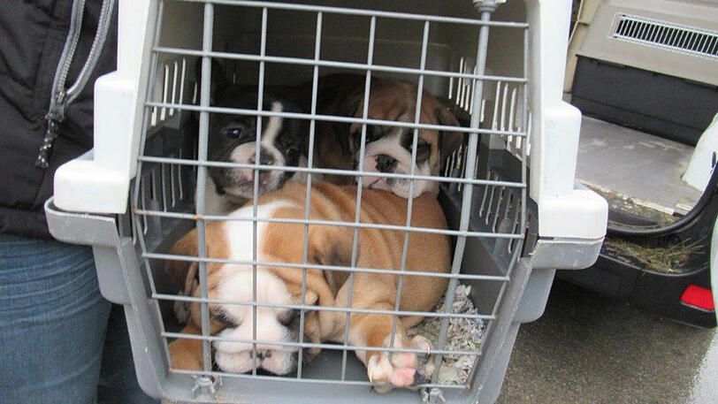 Die Tiere waren in Boxen eingepfercht.