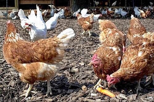 38 Hühner sorgen für massiven Ärger in einem fränkischen Dorf.