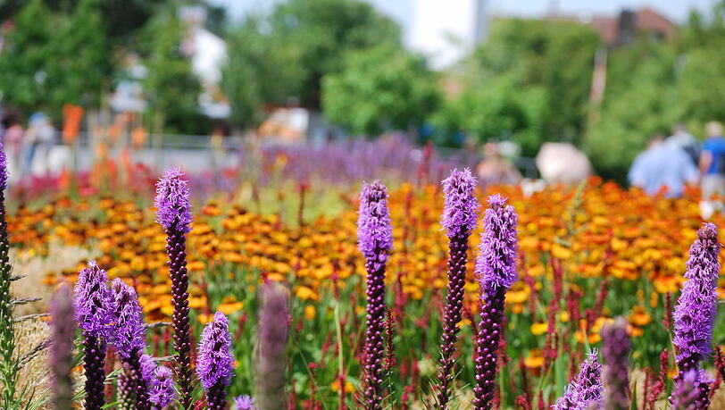 Ein Staudengarten. Ein Staudengarten.