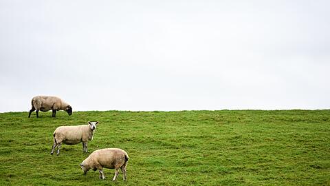Auf Deichen sind Regelungen zum Schutz der Weidetiere schwieriger - und deshalb sollen dort Wolfs-Abschüsse leichter möglich werden.