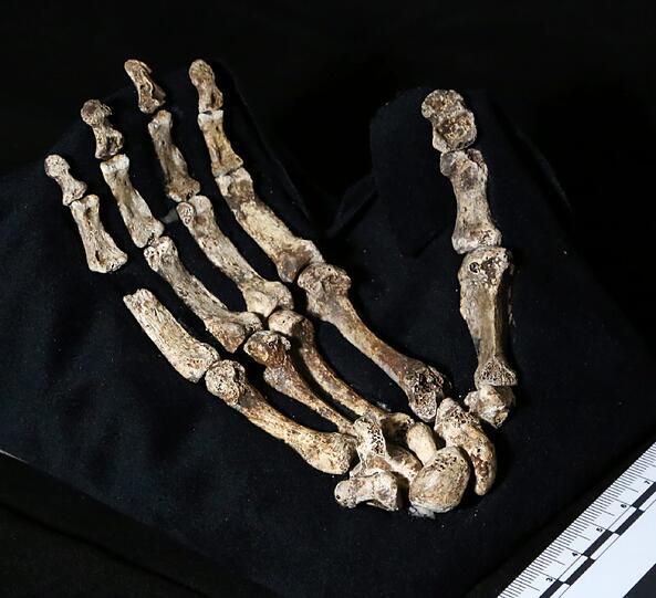 "Homo Naledi" - in einer Höhle in Südafrika ist ein Verwandter des modernen Menschen entdeckt worden.