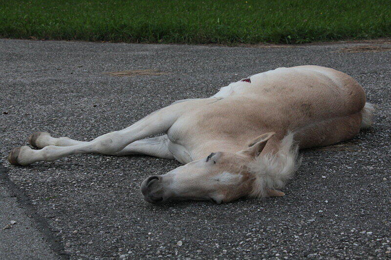 Wurde nicht alt: das drei Monate junge Pony in Garching an der Alz.