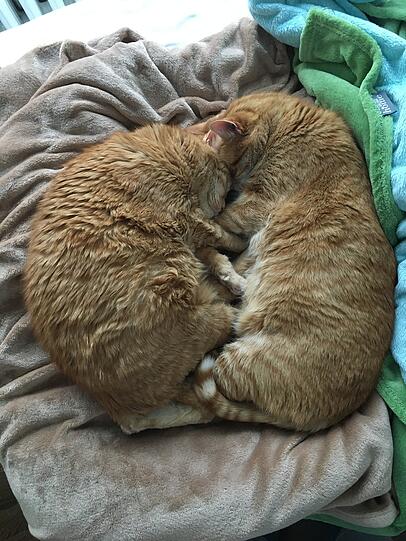 Kater Max und Moritz (EKH)