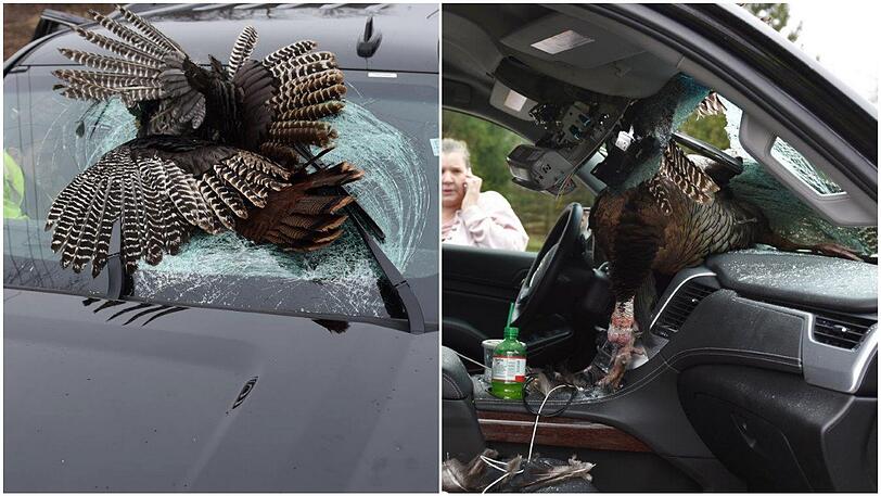 Beim Zusammenprall mit dem Auto ging die Frontscheibe zu Bruch.