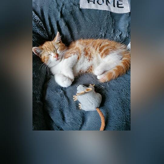 Toffie