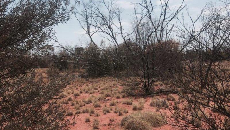 Im australischen Outback erreichen die Temperaturen tagsüber derzeit mehr als 45 Grad. Im australischen Outback erreichen die Temperaturen tagsüber derzeit mehr als 45 Grad.
