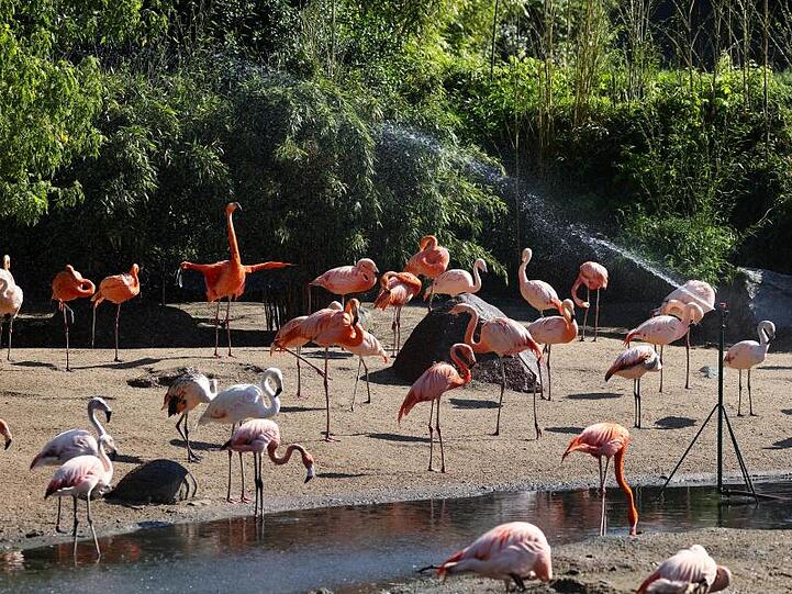 Ein Rasensprenger sorgt bei den Flamingos im Tierpark Hagenbeck für eine kleine Erfrischung.