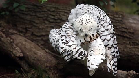Die Schnee-Eule Hedwig macht sich fein und wartet geduldig.