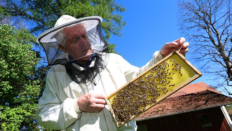 Imker Simon Nuschele hält nahe der Erlebnisimkerei in Seeg im Ostallgäu eine Halbwabe, auf der Bienen sitzen.