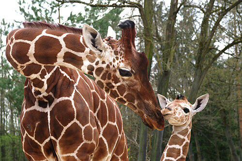 Giraffen-Dame &bdquo;Lilly&ldquo; mit der kleinen &bdquo;Lubaya&ldquo;.