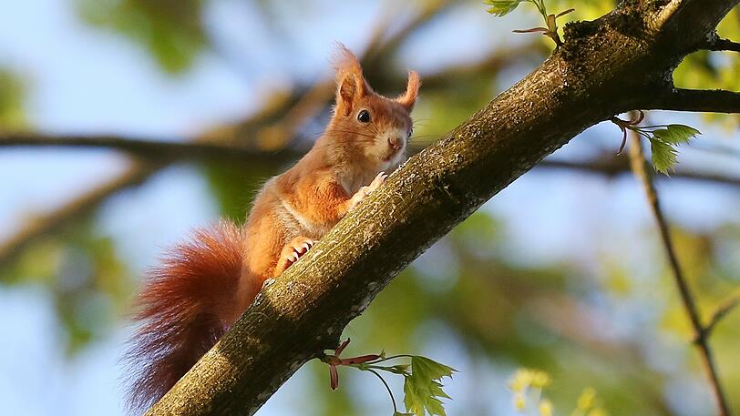 Neuguierig samma gar ned? Ein Eichhörnchen auf einer Astgabel im Frühlicht.