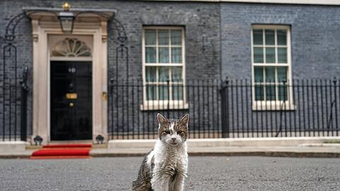 Kater Larry stiehlt Staatsg&auml;sten gerne mal die Schau. (Archivbild)