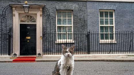 Kater Larry stiehlt Staatsg&auml;sten gerne mal die Schau. (Archivbild)