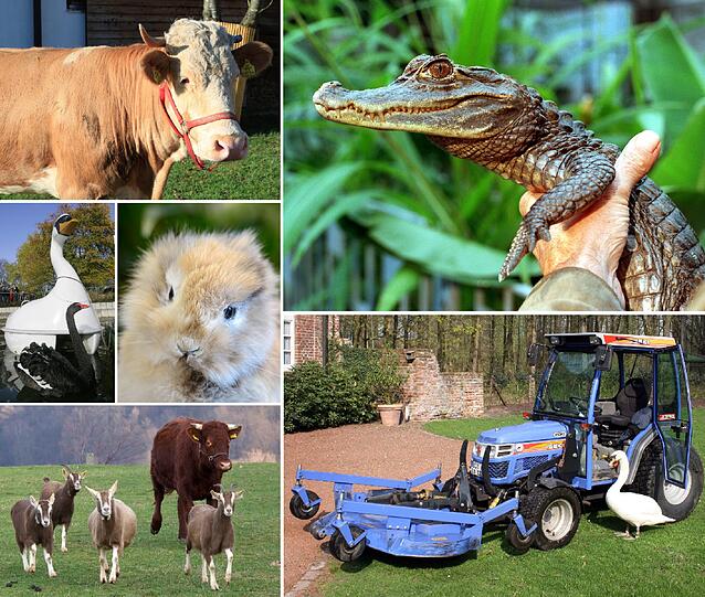 Die Bildkombo zeigt «Reh-Kuh» Yvonne (oben, l), Kaiman Sammy (oben, r), Höckerschwan Schwani (unten, r), «Ziegen-Ochse» Bodo (unten, l), sowie Trauerschwänin Petra und ein ausgestopftes «Keinohrkaninchen» aus einem Tierpark nahe Chemnitz (Archivfotos). Diese tierischen Sonderlinge haben für Schlagzeilen gesorgt. Einigen wurde der Medienrummel zum Verhängnis...
