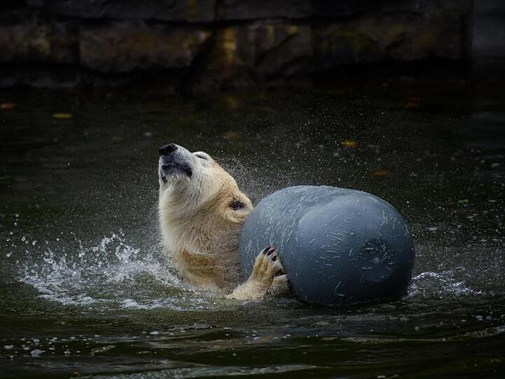 Eisbärin Hertha liebt das Wasser.