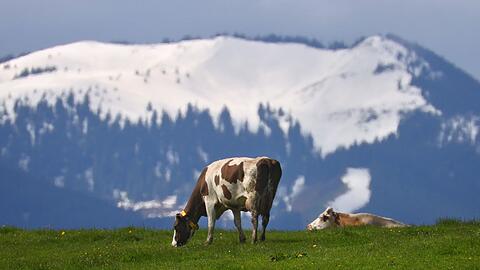 Kühe weiden im Tal vor schneebedeckten Bergen.