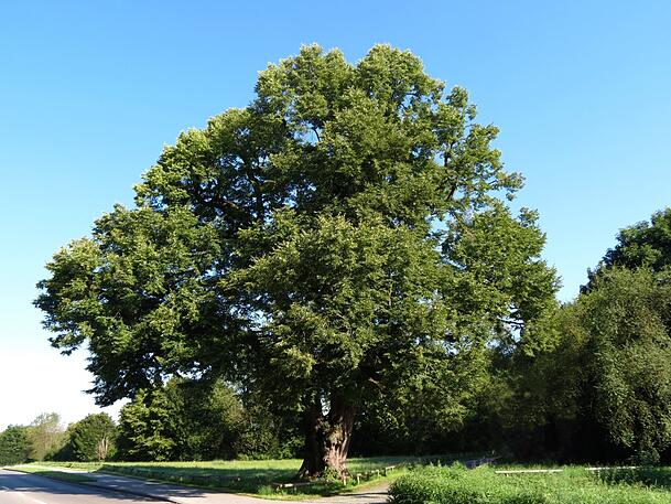 Auch die Röthlinde in Gern steht in voller Blüte. Auch die Röthlinde in Gern steht in voller Blüte.