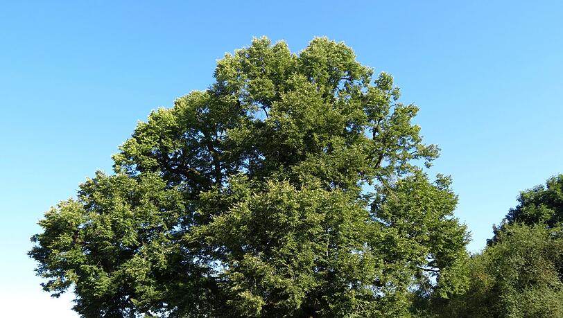 Auch die Röthlinde in Gern steht in voller Blüte.