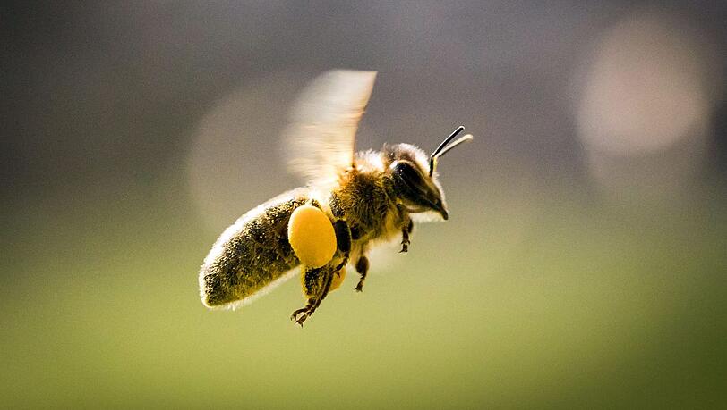 Um sie geht es – und um viele andere Tierarten: eine Honigbiene mit Pollenhöschen. Um sie geht es – und um viele andere Tierarten: eine Honigbiene mit Pollenhöschen.