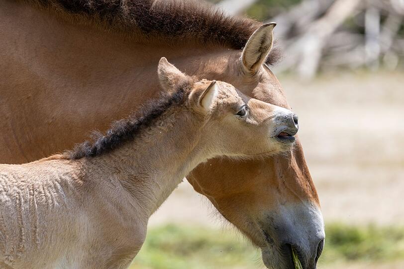 Bei dem Fohlen handelt es sich laut Tierpark um einen kleinen Hengst.
