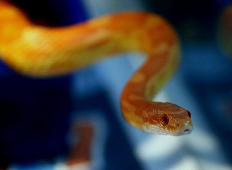 Hat eine Virusinfektion: Die Kornnatter wird in den neuen Klinik für Fische und Reptilien versorgt.