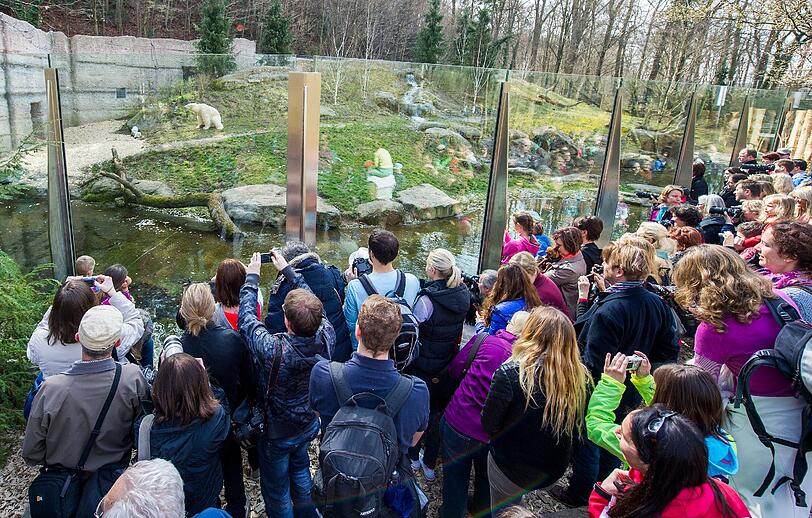 Zahlreiche Tierparkbesucher beobachten am 22.03.2014 die beiden 14 Wochen alten Eisbären-Zwillinge und Mutter Giovanna im Freigehege im Tierpark Hellabrunn.